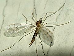Pediciid Crane Fly